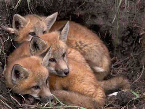 Wallpaper : foxes, fox, cubs, down, three, warm 1600x1200 - wallpaperUp - 1048336 - HD ...