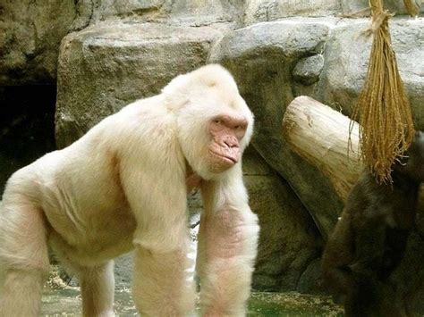 38 Incredible Albino (and Leucistic) Animals | Albino animals, Animal pictures, Albino gorilla