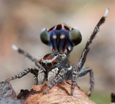 Types Of Spiders Wildlife - vrogue.co