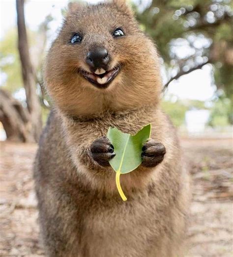 Quokka: 15 Facts About the "Happiest" Creature on Earth - Animals Recuse