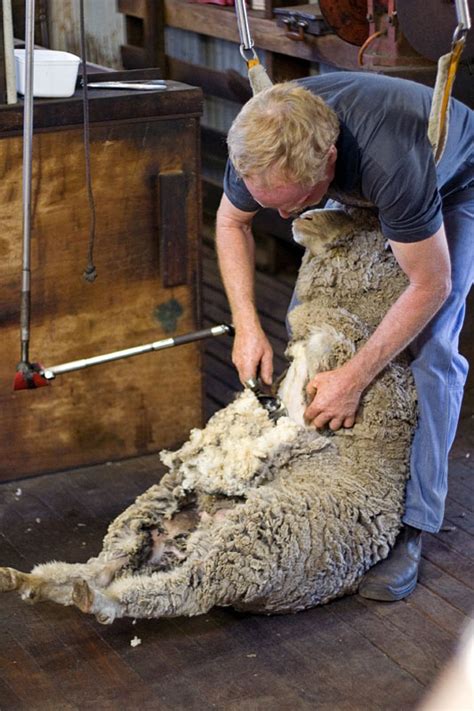 File:Sheep shearing.jpg - Wikipedia