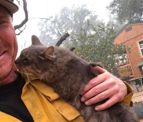 California Wildfire Pets Reunited With Their Owners Will Warm Your Heart - Obsev