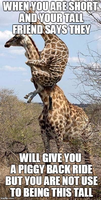 Funny Giraffe - Imgflip