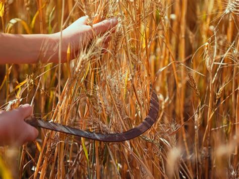 How And When To Harvest Wheat At Home