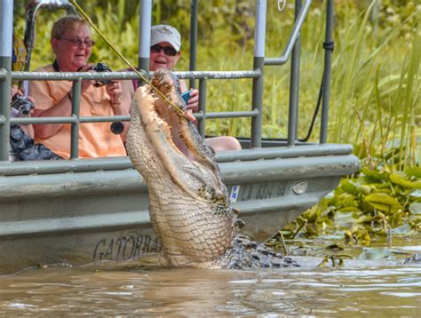 Swamp tour in New Orleans: what to expect? | Info, photos & the best tours