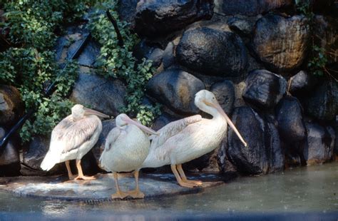 Pelican | Taxonomy, Habitat, Description, & Facts | Britannica