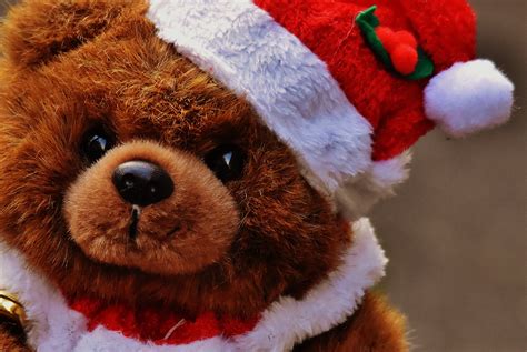 Fotos gratis : jugar, dulce, animal, linda, Navidad, oso café, oso de ...