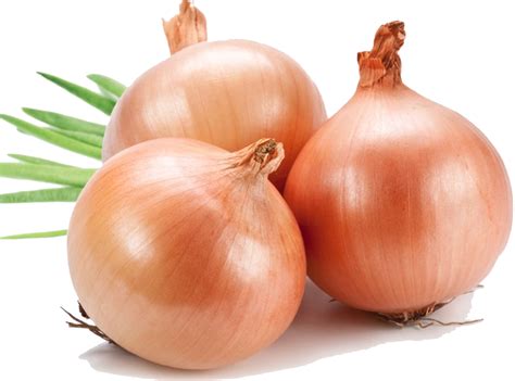 Free Onion Transparent Background, Download Free Onion Transparent ...