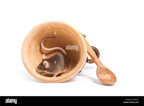 Little hungry mouse in an empty wooden bowl, searching for some food ...