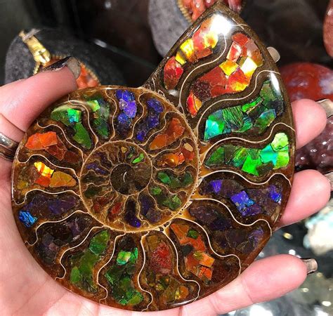 Amazing Geologist — Ammonite inlaid with ammolite at the Denver Gem...