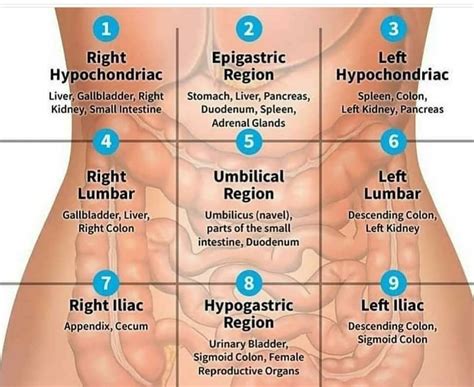 Medicholics on Instagram: “#abdomen” | Medical knowledge, Medical ...