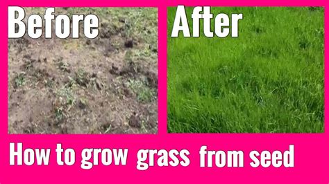 How to grow grass from seed - YouTube