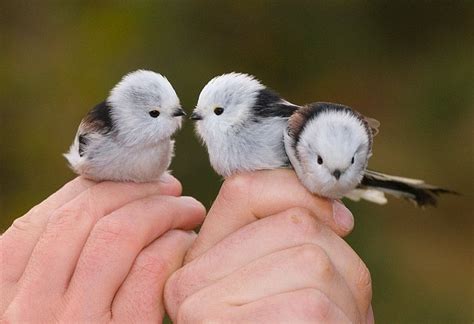 I am in LOVE with this photo!The baby birds are sooo cute and fluffy ...