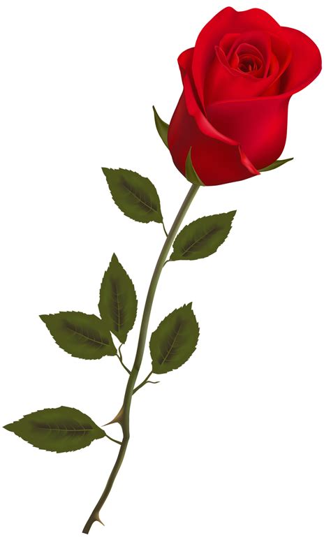 lindo caule rosa vermelha 14033604 PNG