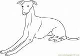 Italian Greyhound Coloring Page  Free Dog Pages sketch template