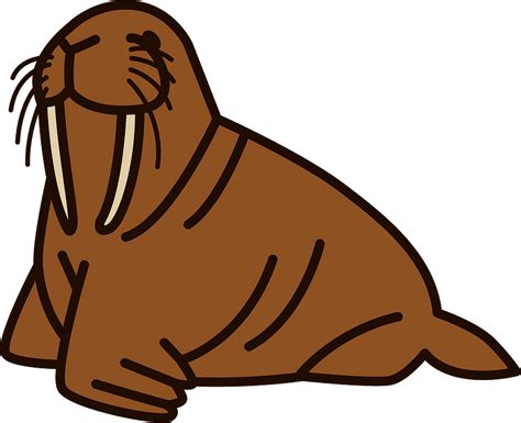 Walrus Outline Png Svg Clip Art For Web Download Clip - vrogue.co