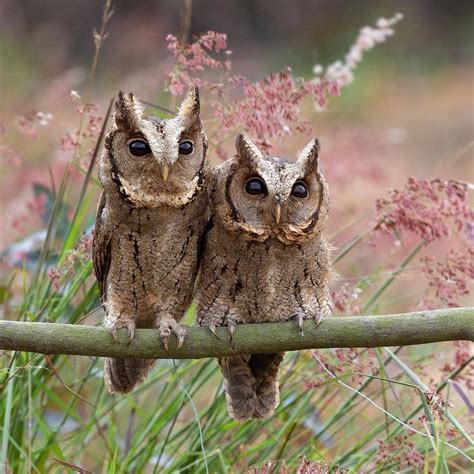 Voice of Nature | Owl, Owl photography, Beautiful owl