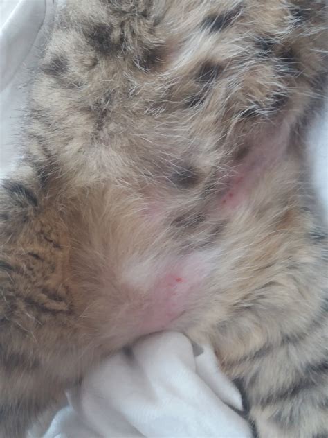 Cat's Skin Has Many Red Spots And He Seems Itchy (pictures) | TheCatSite