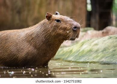 Capybara Large Rodent South America Stock Photo 1542751082 | Shutterstock