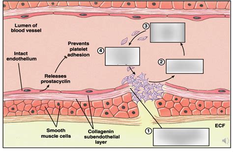 Diagram of the Platelet Plug Mechanism Diagram | Quizlet