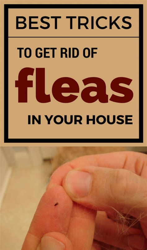 Learn how to get rid of fleas in your house with this effective tricks. | Home remedies for ...