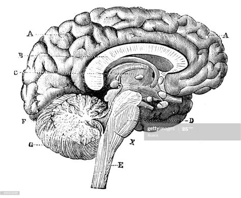 Antique medical scientific illustration high-resolution: brain | Arte de anatomía, Cerebro ...