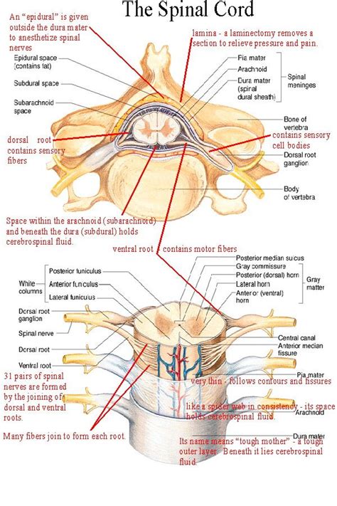 Spinal Cord Anatomy | Spinal cord anatomy, Medical anatomy, Anatomy