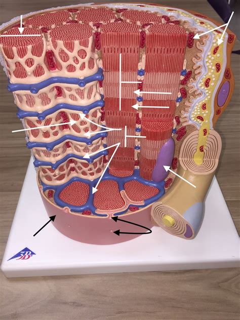 Muscle tissue Diagram | Quizlet