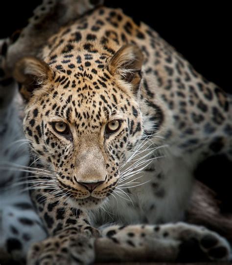 Leopard eyes looking at camera with black background | Olhos de ...