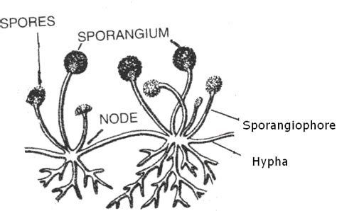 How does spore formation take place in fungi? - o538ctd33