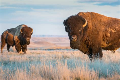 Friends of Animals | Stop the annual slaughter of Yellowstone’s wild ...