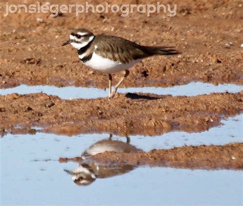 Northern Illinois Birder: Good Birding at Riparian Preserve at Water ...