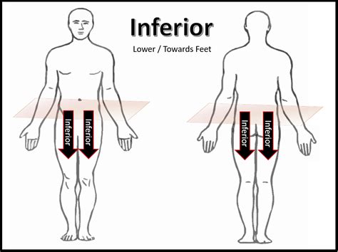 Anatomical Positions - SCIENTIST CINDY