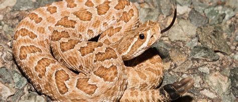 Can Prairie Rattlesnakes Kill You