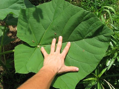 PlantFiles Pictures: World Paulownia Empress Tree 'Super Select ...