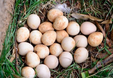 Premium Photo | Guinea fowl eggs in the nest