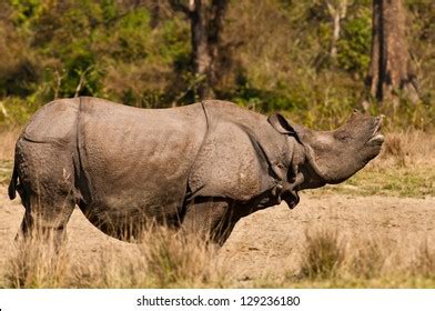 205 Rhino mating Images, Stock Photos & Vectors | Shutterstock