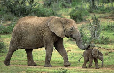 African Elephant - Kruger National Park - South Africa