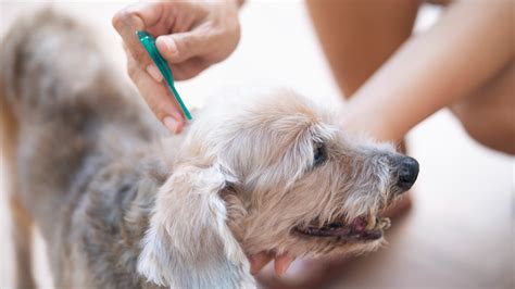 What’s the Best Tick Medication for My Pet? - GoodRx