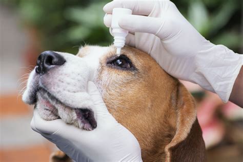 Can Humans Get Conjunctivitis From Dogs