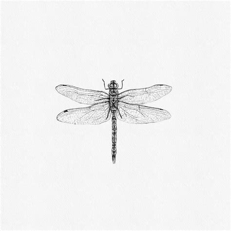 golden-ringed dragonfly - bronlibel. | Small dragonfly tattoo, Dragonfly tattoo design, Dragon ...