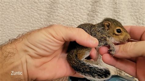 How to tell the Gender of a Baby Squirrel - YouTube