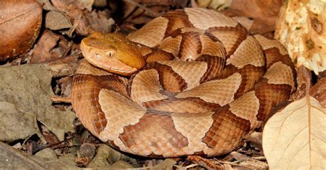 28 Snakes In Ohio (3 Are Venomous!) - AZ Animals