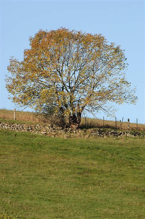 White Ash Tree In Fall Photograph by John W. Bova - Fine Art America