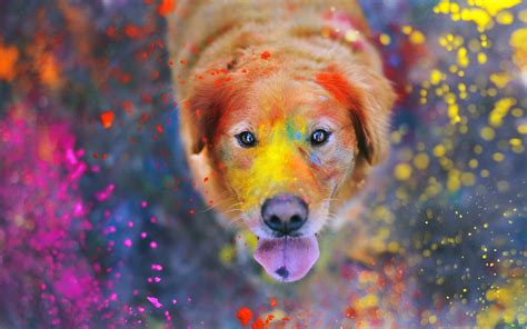 Adult Golden Retriever playing on multi-colored powder in close up ...