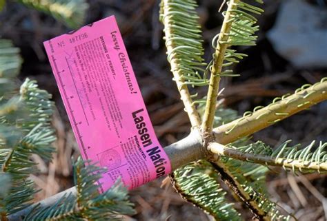 National forest Christmas tree cutting permits now available – Chico ...