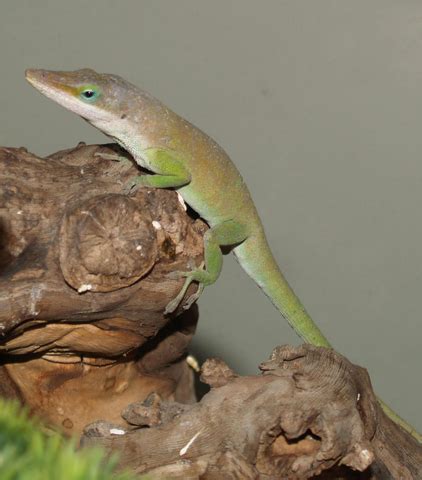 ADW: Anolis carolinensis: INFORMATION