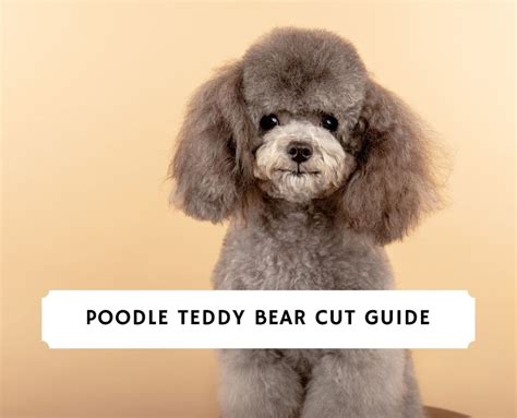 Poodle Teddy Bear Cut Clearance Prices, Save 44% | jlcatj.gob.mx