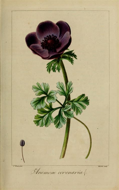 Gravures de fleurs, Dessins botaniques, Illustration botanique