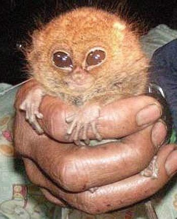 Pygmy Tarsier Rediscovered in Indonesia - FactZoo.com